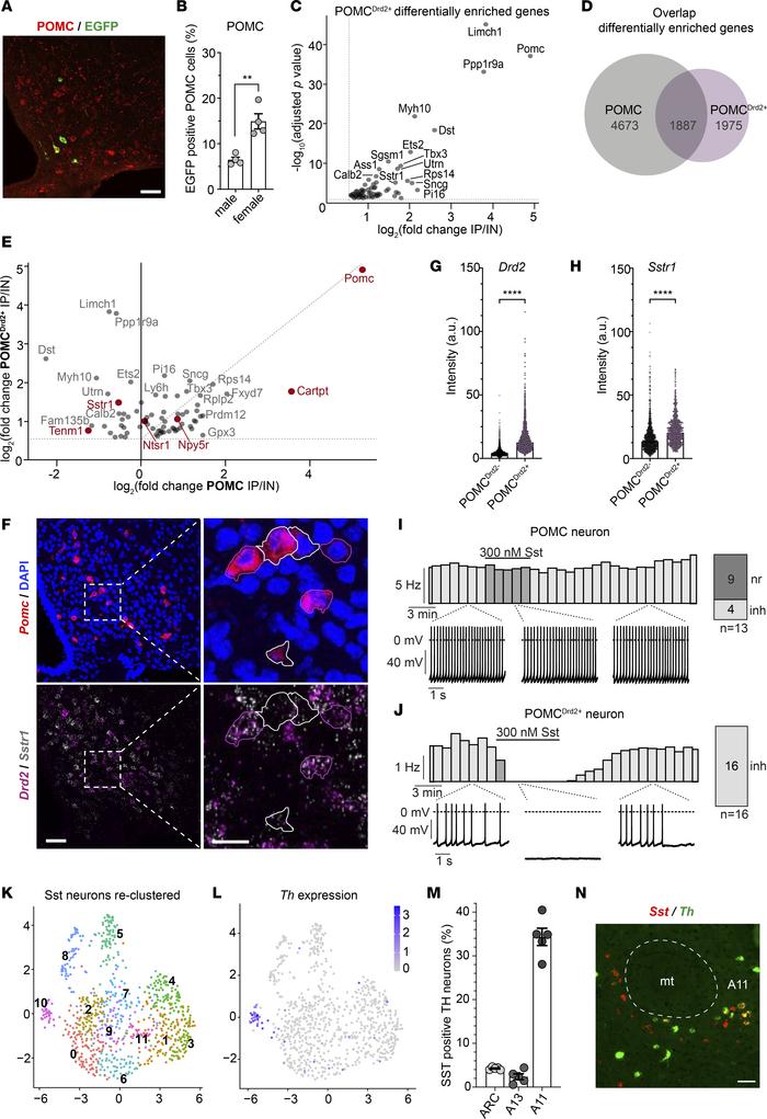 Translational profiling of POMCDrd2+ neurons indicates enriched Sst resp...