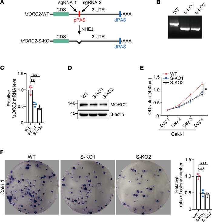 Deletion of short 3′UTR MORC2 impairs the proliferation of KIRC cells.
(...