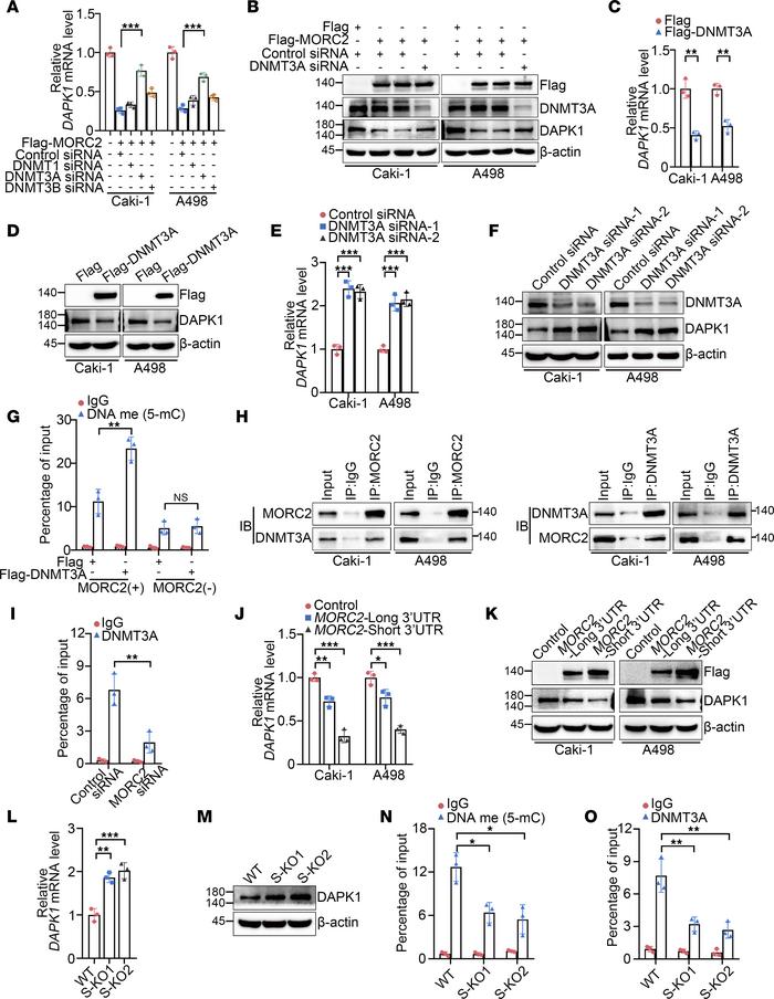 3′UTR shortening of MORC2 amplifies promoter methylation and downregulat...