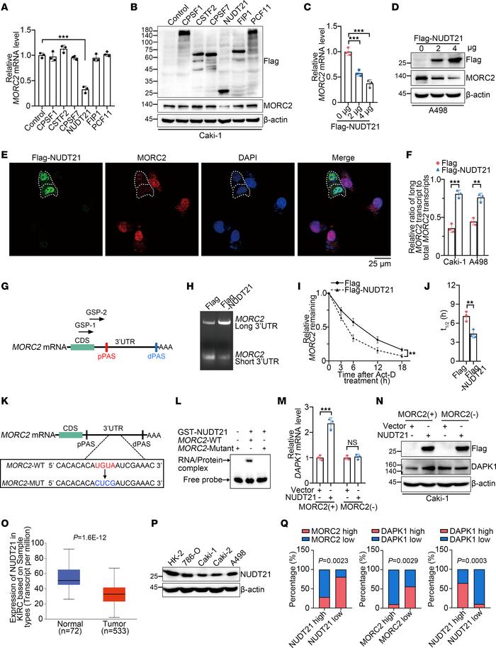 Loss of APA regulator NUDT21 induces 3′UTR shortening and upregulation o...