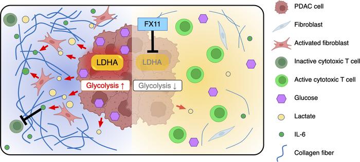 Schematic model.
Lactate produced by LDHA-active PDAC cells promotes the...