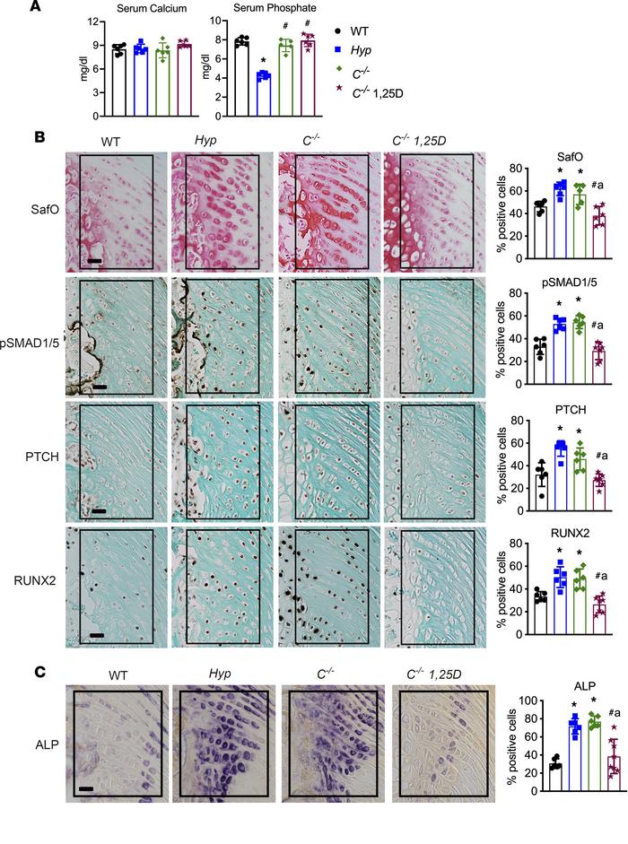 Treatment of C–/– mice with 1,25D starting on P2 prevents enthesopathy.
...