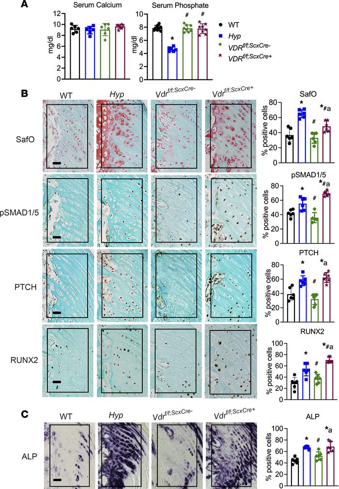 Deletion of the Vdr in Scx+ cells leads to enhanced BMP and IHH signalin...