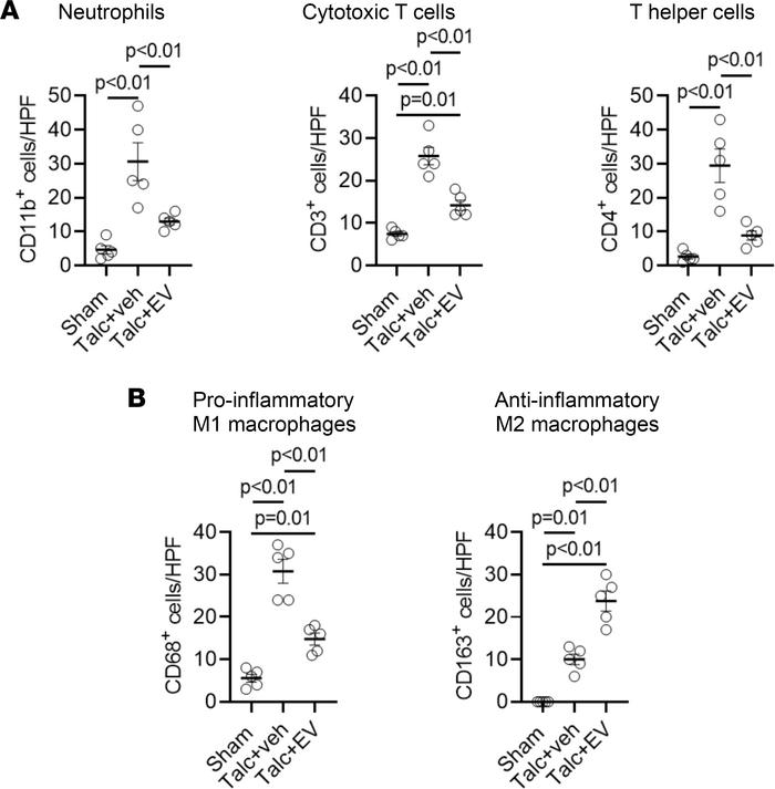 Effect of human atrial extracellular vesicles on inflammatory cell infil...