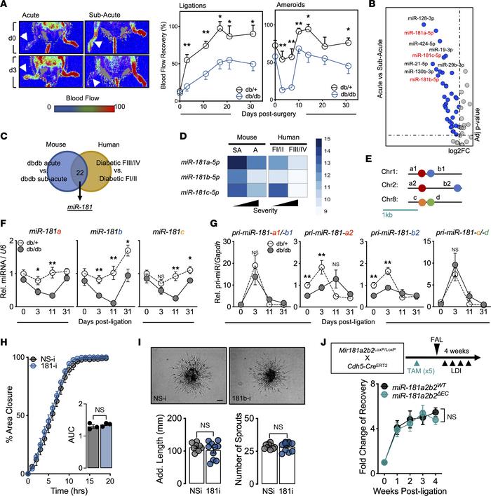 Identification of miR-181 family dysregulation in experimental PAD in di...