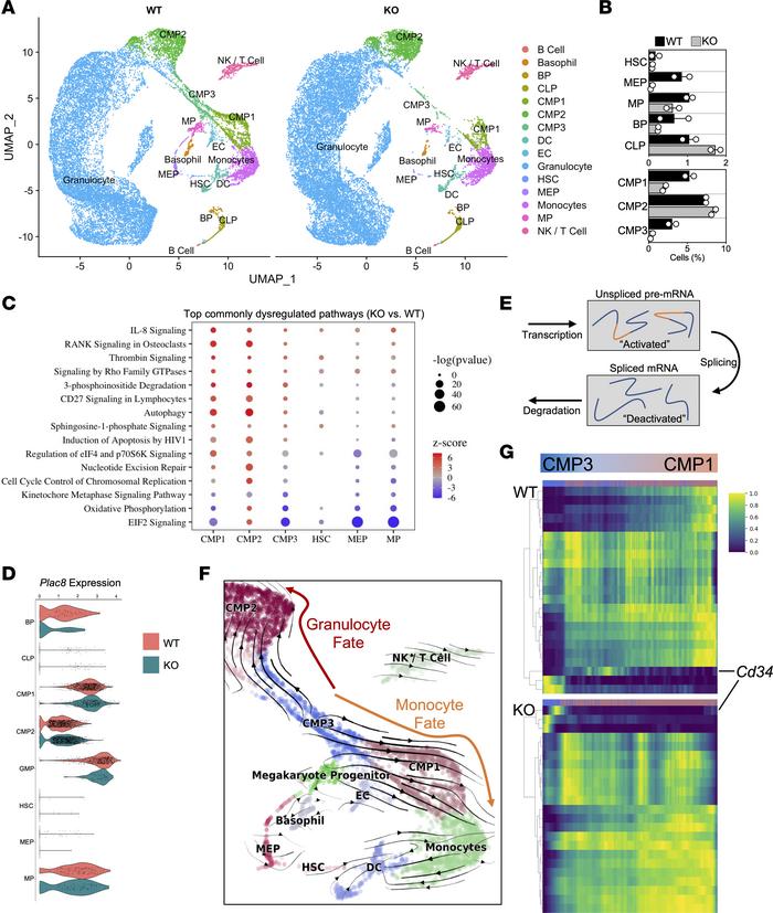 Single-cell resolution of stem and progenitor cells reveals impaired mye...