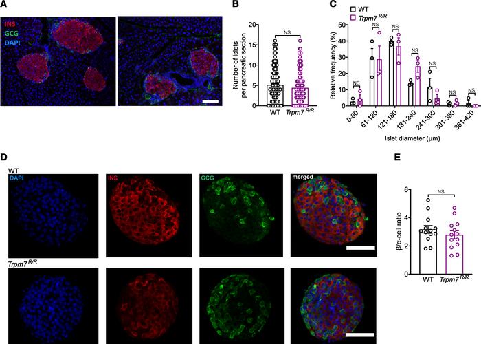 Morphology of WT and Trpm7R/R pancreatic islets.
(A) Immunofluorescent i...