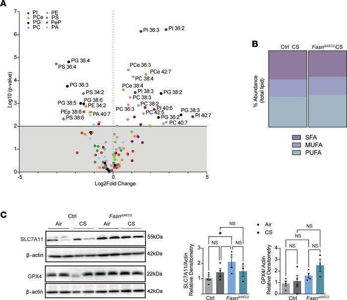 Targeted deletion of FASN in AEC2 cells increases abundance of PUFA-boun...