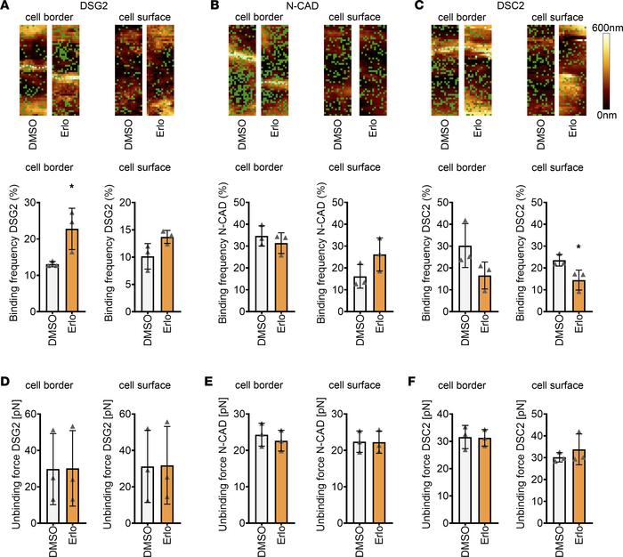 EGFR inhibition leads to increased DSG2 binding frequency at cell border...