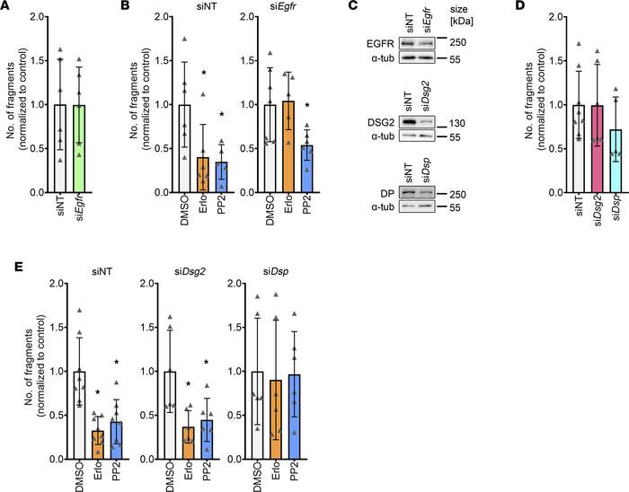 Positive adhesiotropy induced by EGFR or SRC inhibition is dependent on ...