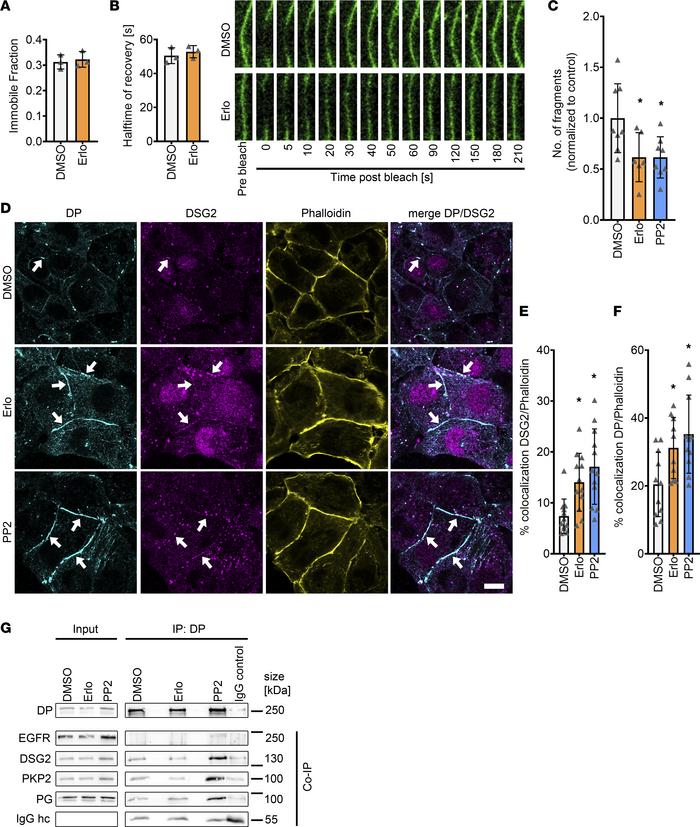 Increased recruitment of DP and DSG2 toward the cell membrane is achieve...