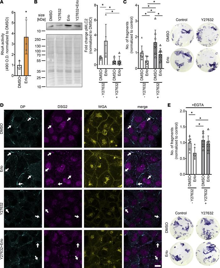 Erlotinib-enhanced cardiomyocyte cohesion and desmosomal assembly are me...