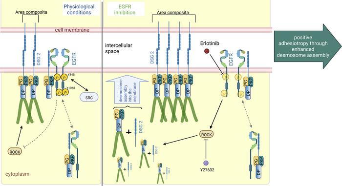 Schematic overview of EGFR inhibition–mediated positive adhesiotropy.
EG...