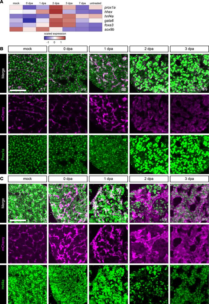 Transcription factor expression during regeneration from hepatocyte abla...