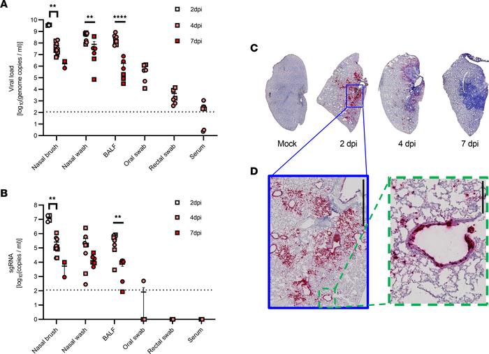 SARS-CoV-2 detection in hamsters through 7 dpi.
Golden Syrian hamsters w...