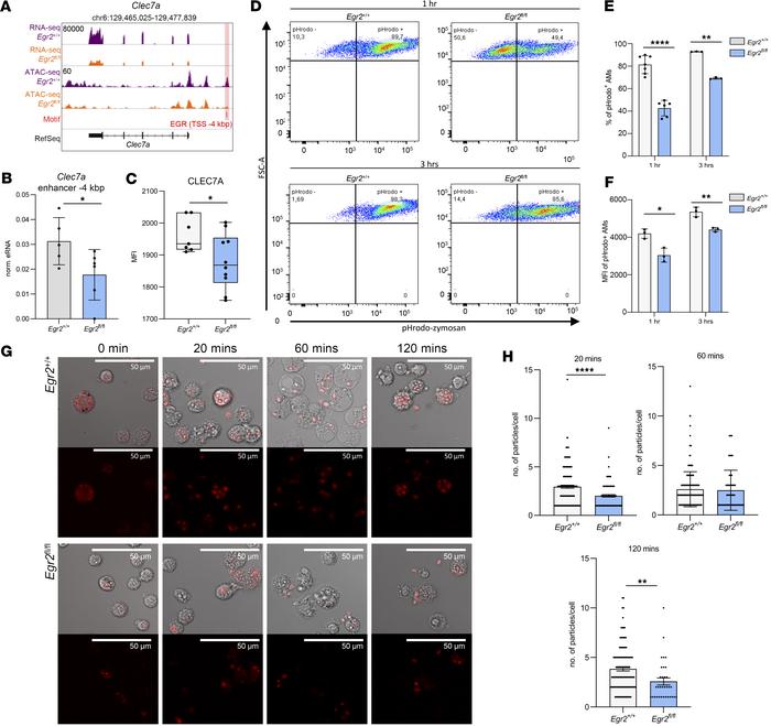 Lack of EGR2 leads to reduced Dectin-1 (CLEC7A) mRNA and protein express...