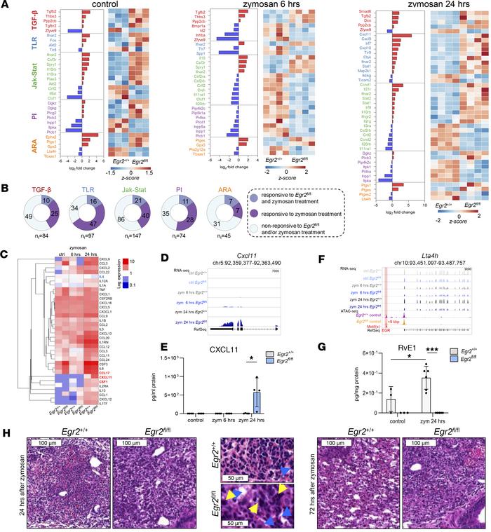 Characterization of the zymosan-mediated inflammatory gene expression an...