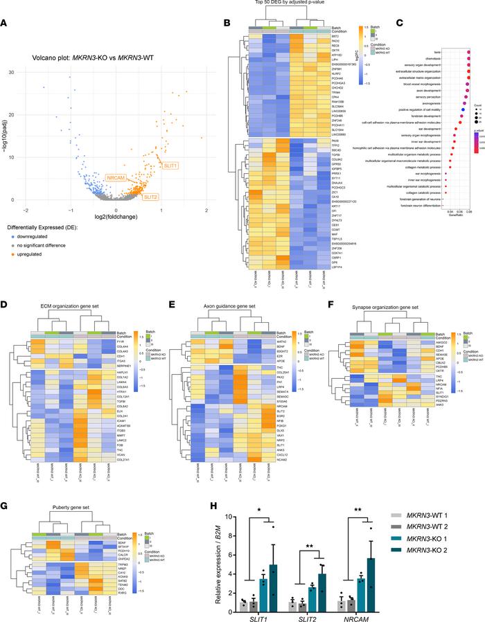 Comparison of transcriptomes of MKRN3-KO and MKRN3-WT hiPSC-derived hypo...