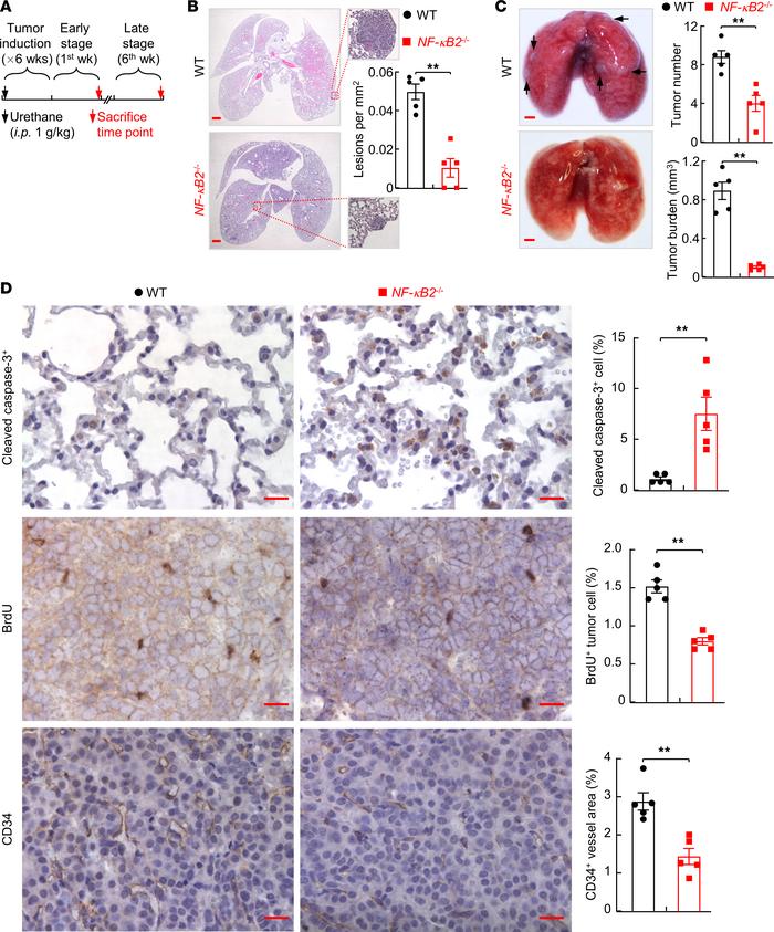 Decreased lung cancer induction in NF-κB2–deficient mice.
(A) Schedule o...