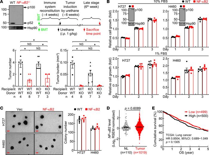 Lung tumor suppression by immune, but not nonimmune, NF-κB2.
(A) Bone ma...