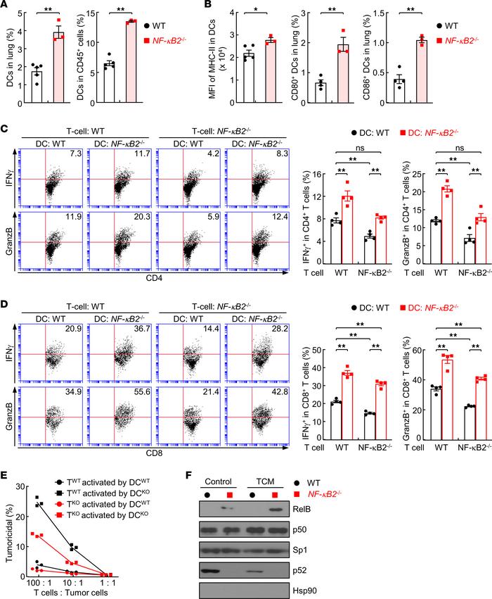 Increased T cell activation activity of DCs induced by NF-κB2 deletion i...