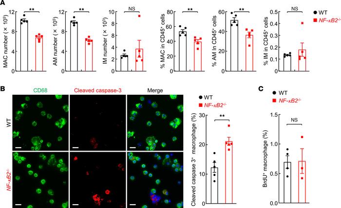 Increased apoptosis of NF-κB2–deficient macrophages during lung tumorige...