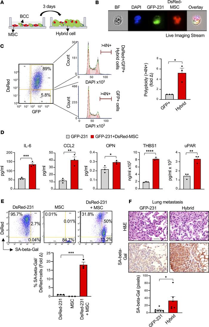 MSC engulfment by breast cancer cells (BCCs) generates a hybrid polyploi...