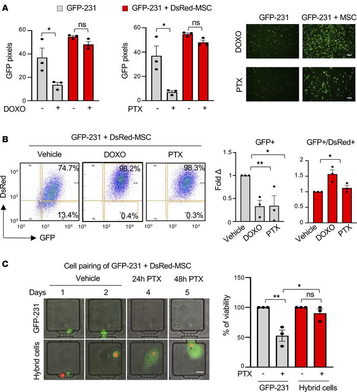 Hybrid cells exhibit chemoresistance properties.
(A) GFP signal of GFP-2...