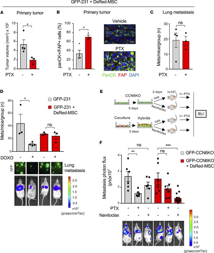 In vivo, hybrid cells drive resistance to chemotherapy and senescent hyb...