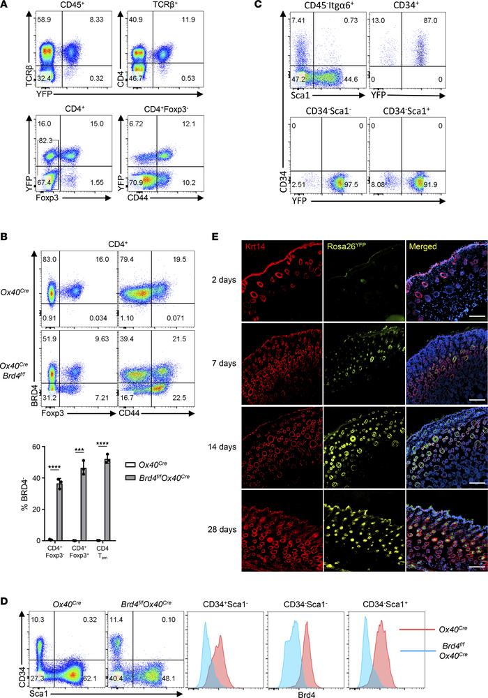 Genetic lineage tracing of OX40-expressing cells in the immune system an...