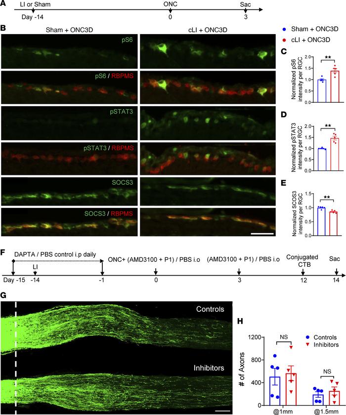 JCI Insight - Full-length optic nerve regeneration in the absence of ...