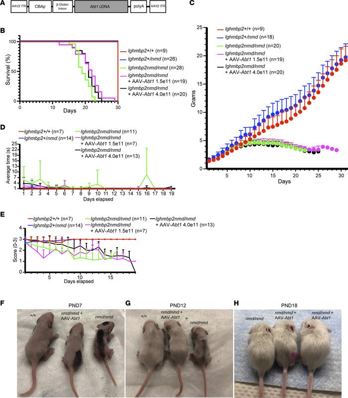 scAAV9-Abt1 delivery modifies the Ighmbp2nmd/nmd phenotype.
(A) Illustra...