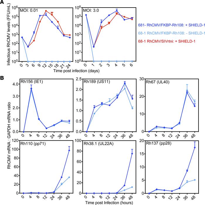 Conditional growth and late gene expression of RhCMV upon fusion of the ...