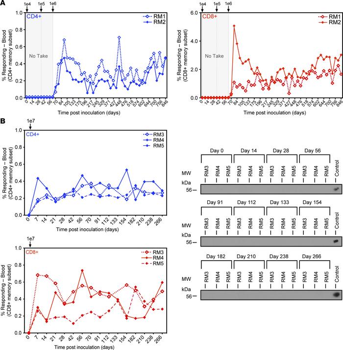 Rh108-deficient RhCMV/SIV induces SIV-specific T cell responses at high ...