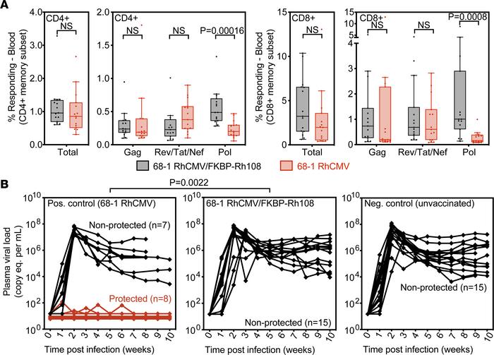 Rh108-deficient RhCMV/SIV vectors do not protect against SIV challenge.
...