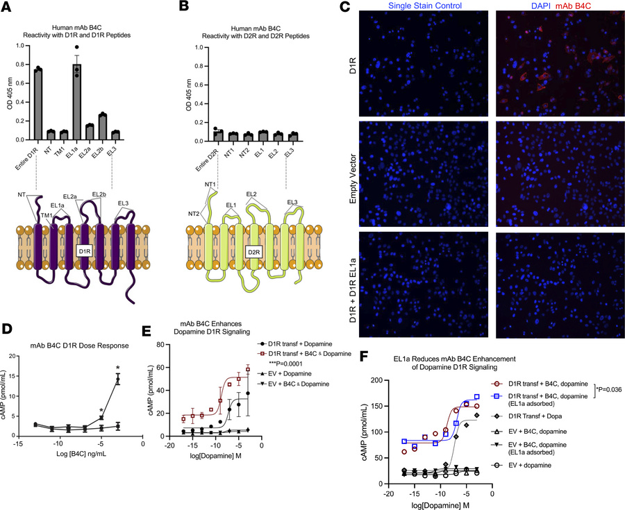 Human PANDAS–derived mAb defines specificity for D1R, targets the first ...