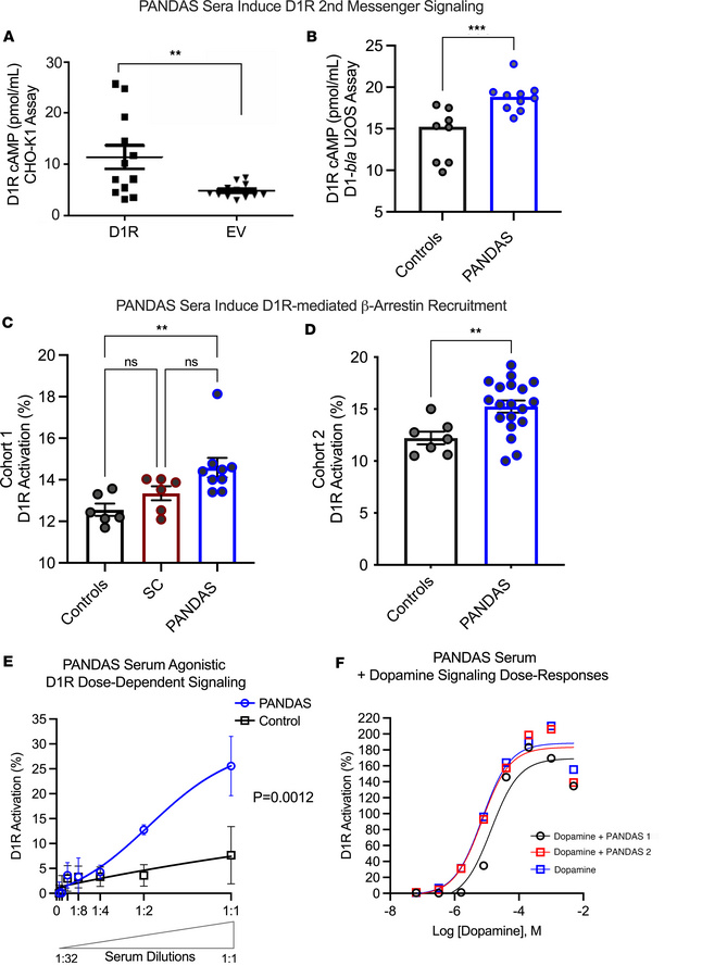 PANDAS sera activate D1R by agonist-induced increases in cAMP- and D1R-m...