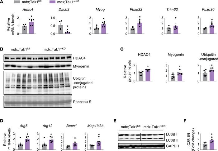 Inactivation of TAK1 stimulates proteolytic systems in dystrophic muscle...