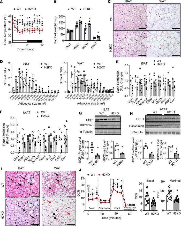 H2KO mice have impaired cold-induced thermogenesis.
(A and B) Core body ...