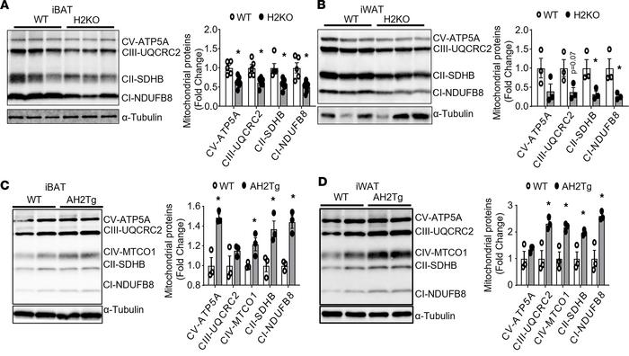 SUV420H2 regulates mitochondrial respiratory chain complex protein level...
