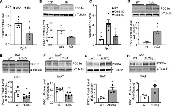 SUV420H2 regulates brown/beige adipocyte thermogenesis through posttrans...