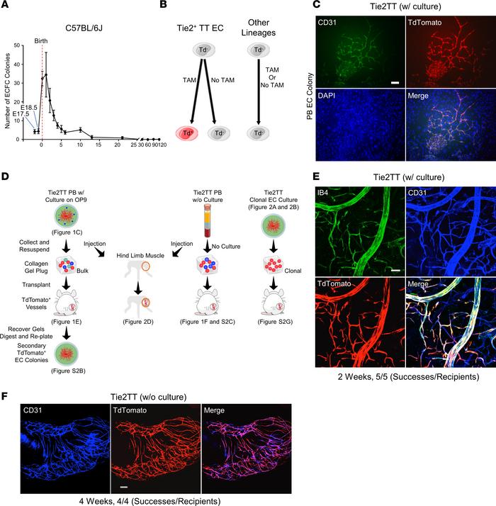 Some murine circulating ECFCs form functional blood vessels in vivo and ...