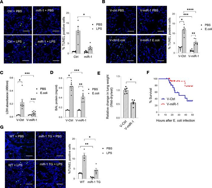 Endothelial miR-1 protects murine lung from injury.
(A) Mice received a ...