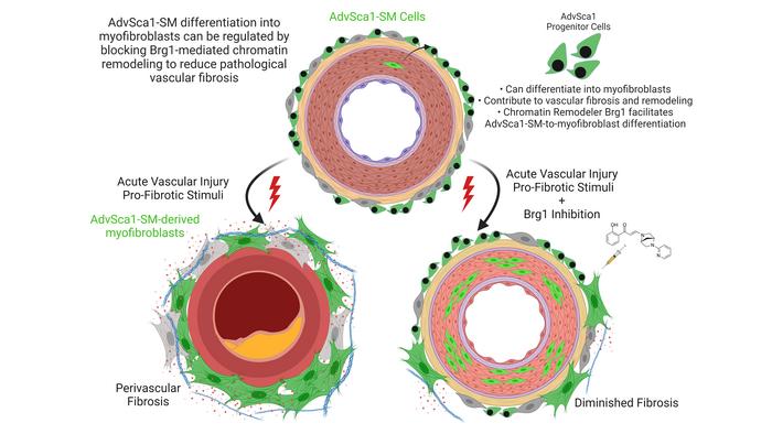 JCI Insight - Redistribution of the chromatin remodeler Brg1 directs ...