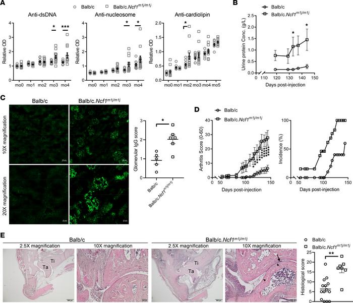 Deficiency in NOX2-derived ROS leads to PIL exacerbation in Ncf1-mutant ...