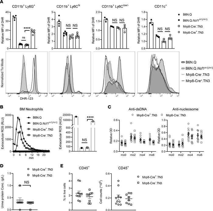 ROS deficiency in Mrp8+ cells, mainly neutrophils, does not affect PIL d...