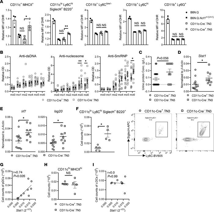 Restoration of ROS in CD11c+ cells, predominantly DCs, alleviates PIL.
(...