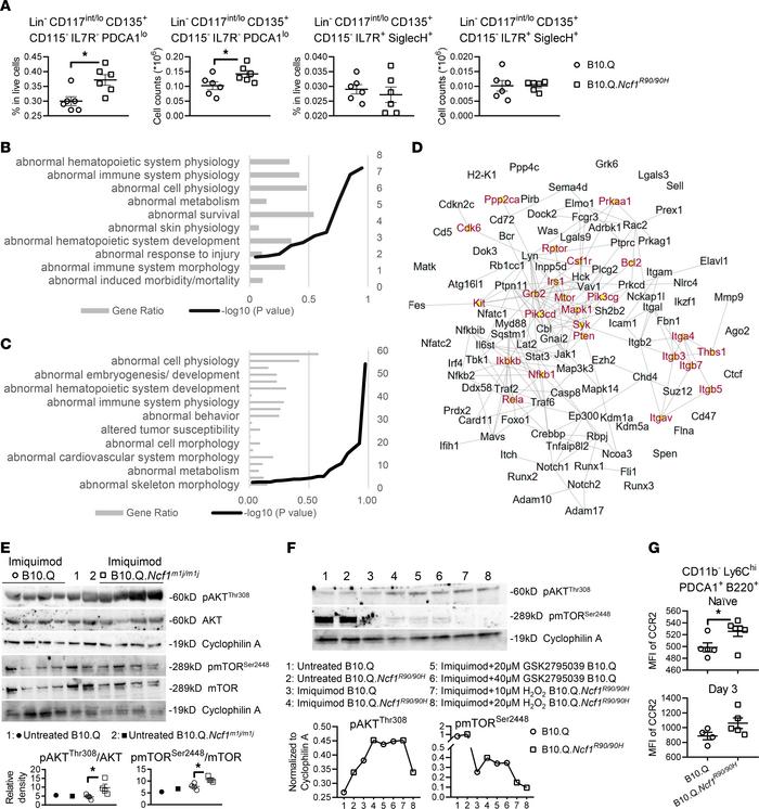 Generation of pDCs is enhanced via AKT/mTOR pathway in ROS-deficient mic...
