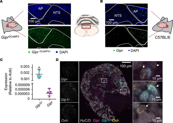 
Gipr expression in the DVC and vagal afferents.
(A) Coronal sections fr...