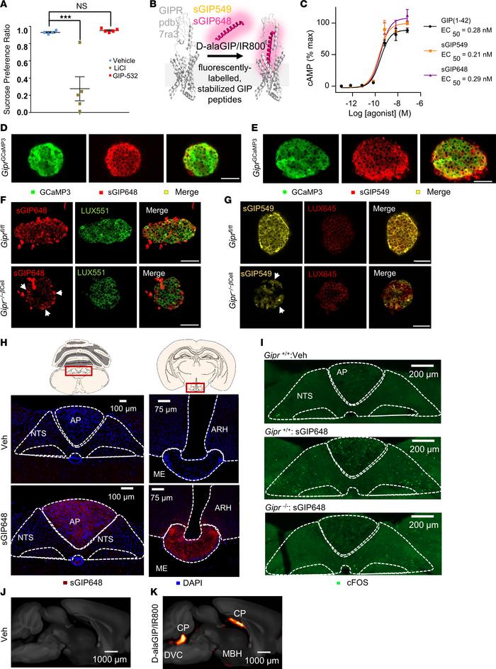 Stabilized, fluorescently labeled GIP peptides are specific and effectiv...